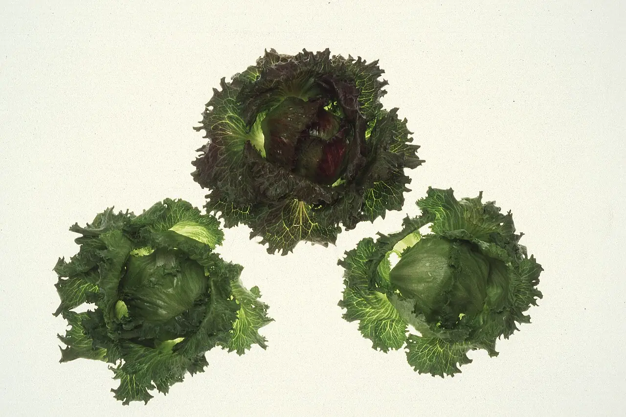 Iceberg lettuce grown in California's Salinas Valley