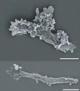 icas SEM, NASA